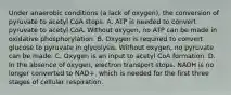 Under anaerobic conditions (a lack of oxygen), the conversion of pyruvate to acetyl CoA stops. A. ATP is needed to convert pyruvate to acetyl CoA. Without oxygen, no ATP can be made in oxidative phosphorylation. B. Oxygen is required to convert glucose to pyruvate in glycolysis. Without oxygen, no pyruvate can be made. C. Oxygen is an input to acetyl CoA formation. D. In the absence of oxygen, electron transport stops. NADH is no longer converted to NAD+, which is needed for the first three stages of cellular respiration.