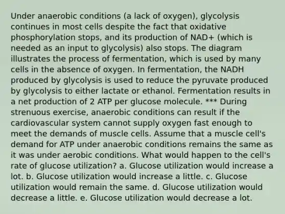 Under anaerobic conditions (a lack of oxygen), glycolysis continues in most cells despite the fact that <a href='https://www.questionai.com/knowledge/kFazUb9IwO-oxidative-phosphorylation' class='anchor-knowledge'>oxidative phosphorylation</a> stops, and its production of NAD+ (which is needed as an input to glycolysis) also stops. The diagram illustrates the process of fermentation, which is used by many cells in the absence of oxygen. In fermentation, the NADH produced by glycolysis is used to reduce the pyruvate produced by glycolysis to either lactate or ethanol. Fermentation results in a net production of 2 ATP per glucose molecule. *** During strenuous exercise, anaerobic conditions can result if the cardiovascular system cannot supply oxygen fast enough to meet the demands of muscle cells. Assume that a muscle cell's demand for ATP under anaerobic conditions remains the same as it was under aerobic conditions. What would happen to the cell's rate of glucose utilization? a. Glucose utilization would increase a lot. b. Glucose utilization would increase a little. c. Glucose utilization would remain the same. d. Glucose utilization would decrease a little. e. Glucose utilization would decrease a lot.