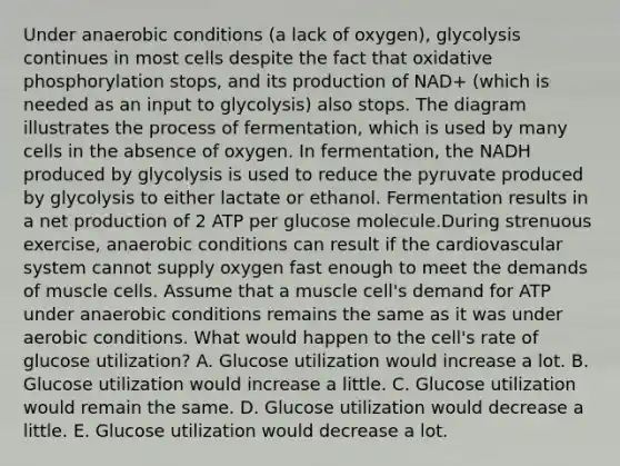 Under anaerobic conditions (a lack of oxygen), glycolysis continues in most cells despite the fact that <a href='https://www.questionai.com/knowledge/kFazUb9IwO-oxidative-phosphorylation' class='anchor-knowledge'>oxidative phosphorylation</a> stops, and its production of NAD+ (which is needed as an input to glycolysis) also stops. The diagram illustrates the process of fermentation, which is used by many cells in the absence of oxygen. In fermentation, the NADH produced by glycolysis is used to reduce the pyruvate produced by glycolysis to either lactate or ethanol. Fermentation results in a net production of 2 ATP per glucose molecule.During strenuous exercise, anaerobic conditions can result if the cardiovascular system cannot supply oxygen fast enough to meet the demands of muscle cells. Assume that a muscle cell's demand for ATP under anaerobic conditions remains the same as it was under aerobic conditions. What would happen to the cell's rate of glucose utilization? A. Glucose utilization would increase a lot. B. Glucose utilization would increase a little. C. Glucose utilization would remain the same. D. Glucose utilization would decrease a little. E. Glucose utilization would decrease a lot.