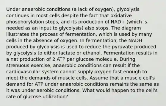 Under anaerobic conditions (a lack of oxygen), glycolysis continues in most cells despite the fact that <a href='https://www.questionai.com/knowledge/kFazUb9IwO-oxidative-phosphorylation' class='anchor-knowledge'>oxidative phosphorylation</a> stops, and its production of NAD+ (which is needed as an input to glycolysis) also stops. The diagram illustrates the process of fermentation, which is used by many cells in the absence of oxygen. In fermentation, the NADH produced by glycolysis is used to reduce the pyruvate produced by glycolysis to either lactate or ethanol. Fermentation results in a net production of 2 ATP per glucose molecule. During strenuous exercise, anaerobic conditions can result if the cardiovascular system cannot supply oxygen fast enough to meet the demands of muscle cells. Assume that a muscle cell's demand for ATP under anaerobic conditions remains the same as it was under aerobic conditions. What would happen to the cell's rate of glucose utilization?