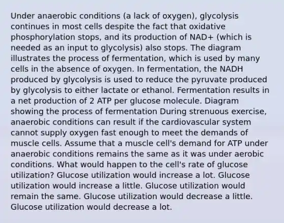 Under anaerobic conditions (a lack of oxygen), glycolysis continues in most cells despite the fact that oxidative phosphorylation stops, and its production of NAD+ (which is needed as an input to glycolysis) also stops. The diagram illustrates the process of fermentation, which is used by many cells in the absence of oxygen. In fermentation, the NADH produced by glycolysis is used to reduce the pyruvate produced by glycolysis to either lactate or ethanol. Fermentation results in a net production of 2 ATP per glucose molecule. Diagram showing the process of fermentation During strenuous exercise, anaerobic conditions can result if the cardiovascular system cannot supply oxygen fast enough to meet the demands of muscle cells. Assume that a muscle cell's demand for ATP under anaerobic conditions remains the same as it was under aerobic conditions. What would happen to the cell's rate of glucose utilization? Glucose utilization would increase a lot. Glucose utilization would increase a little. Glucose utilization would remain the same. Glucose utilization would decrease a little. Glucose utilization would decrease a lot.