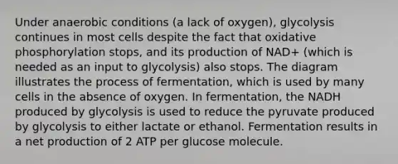 Under anaerobic conditions (a lack of oxygen), glycolysis continues in most cells despite the fact that <a href='https://www.questionai.com/knowledge/kFazUb9IwO-oxidative-phosphorylation' class='anchor-knowledge'>oxidative phosphorylation</a> stops, and its production of NAD+ (which is needed as an input to glycolysis) also stops. The diagram illustrates the process of fermentation, which is used by many cells in the absence of oxygen. In fermentation, the NADH produced by glycolysis is used to reduce the pyruvate produced by glycolysis to either lactate or ethanol. Fermentation results in a net production of 2 ATP per glucose molecule.