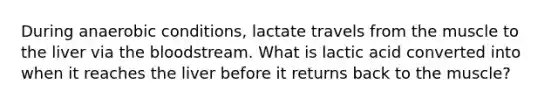 During anaerobic conditions, lactate travels from the muscle to the liver via the bloodstream. What is lactic acid converted into when it reaches the liver before it returns back to the muscle?