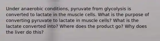 Under anaerobic conditions, pyruvate from glycolysis is converted to lactate in the muscle cells. What is the purpose of converting pyruvate to lactate in muscle cells? What is the lactate converted into? Where does the product go? Why does the liver do this?