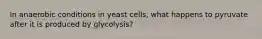 In anaerobic conditions in yeast cells, what happens to pyruvate after it is produced by glycolysis?