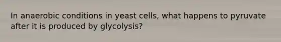 In anaerobic conditions in yeast cells, what happens to pyruvate after it is produced by glycolysis?