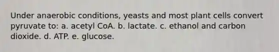 Under anaerobic conditions, yeasts and most plant cells convert pyruvate to: a. acetyl CoA. b. lactate. c. ethanol and carbon dioxide. d. ATP. e. glucose.