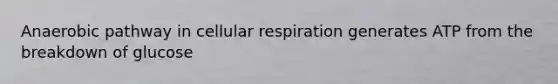 Anaerobic pathway in cellular respiration generates ATP from the breakdown of glucose