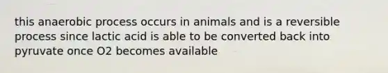 this anaerobic process occurs in animals and is a reversible process since lactic acid is able to be converted back into pyruvate once O2 becomes available