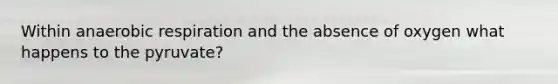 Within anaerobic respiration and the absence of oxygen what happens to the pyruvate?