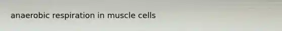 anaerobic respiration in muscle cells