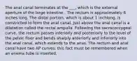 The anal canal terminates at the ___, which is the external aperture of the large intestine . The rectum is approximately 6 inches long. The distal portion, which is about 1 inchlong, is constricted to form the anal canal. Just above the anal canal is a dilatation called the rectal ampulla. Following the sacrococcygeal curve, the rectum passes inferiorly and posteriorly to the level of the pelvic floor and bends sharply anteriorly and inferiorly into the anal canal, which extends to the anus. The rectum and anal canal have two AP curves; this fact must be remembered when an enema tube is inserted.