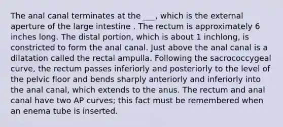 The anal canal terminates at the ___, which is the external aperture of the <a href='https://www.questionai.com/knowledge/kGQjby07OK-large-intestine' class='anchor-knowledge'>large intestine</a> . The rectum is approximately 6 inches long. The distal portion, which is about 1 inchlong, is constricted to form the anal canal. Just above the anal canal is a dilatation called the rectal ampulla. Following the sacrococcygeal curve, the rectum passes inferiorly and posteriorly to the level of the pelvic floor and bends sharply anteriorly and inferiorly into the anal canal, which extends to the anus. The rectum and anal canal have two AP curves; this fact must be remembered when an enema tube is inserted.