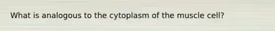 What is analogous to the cytoplasm of the muscle cell?