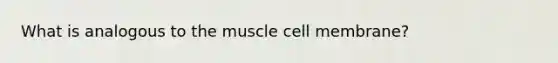 What is analogous to the muscle cell membrane?