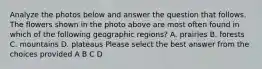 Analyze the photos below and answer the question that follows. The flowers shown in the photo above are most often found in which of the following geographic regions? A. prairies B. forests C. mountains D. plateaus Please select the best answer from the choices provided A B C D