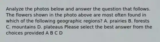 Analyze the photos below and answer the question that follows. The flowers shown in the photo above are most often found in which of the following geographic regions? A. prairies B. forests C. mountains D. plateaus Please select the best answer from the choices provided A B C D