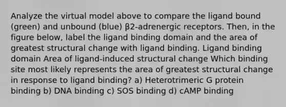 Analyze the virtual model above to compare the ligand bound (green) and unbound (blue) β2-adrenergic receptors. Then, in the figure below, label the ligand binding domain and the area of greatest structural change with ligand binding. Ligand binding domain Area of ligand-induced structural change Which binding site most likely represents the area of greatest structural change in response to ligand binding? a) Heterotrimeric G protein binding b) DNA binding c) SOS binding d) cAMP binding