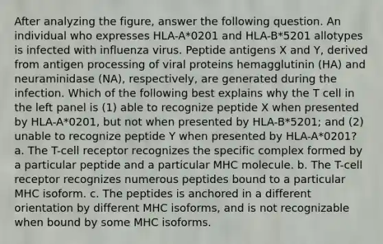 After analyzing the figure, answer the following question. An individual who expresses HLA-A*0201 and HLA-B*5201 allotypes is infected with influenza virus. Peptide antigens X and Y, derived from antigen processing of viral proteins hemagglutinin (HA) and neuraminidase (NA), respectively, are generated during the infection. Which of the following best explains why the T cell in the left panel is (1) able to recognize peptide X when presented by HLA-A*0201, but not when presented by HLA-B*5201; and (2) unable to recognize peptide Y when presented by HLA-A*0201? a. The T-cell receptor recognizes the specific complex formed by a particular peptide and a particular MHC molecule. b. The T-cell receptor recognizes numerous peptides bound to a particular MHC isoform. c. The peptides is anchored in a different orientation by different MHC isoforms, and is not recognizable when bound by some MHC isoforms.