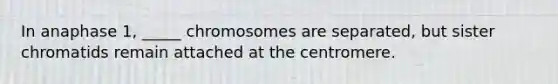 In anaphase 1, _____ chromosomes are separated, but sister chromatids remain attached at the centromere.