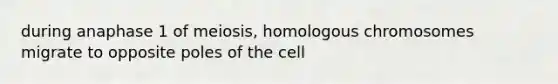 during anaphase 1 of meiosis, homologous chromosomes migrate to opposite poles of the cell