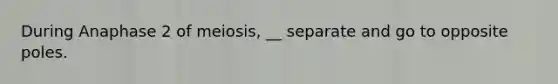 During Anaphase 2 of meiosis, __ separate and go to opposite poles.