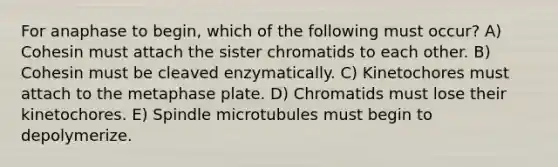 For anaphase to begin, which of the following must occur? A) Cohesin must attach the sister chromatids to each other. B) Cohesin must be cleaved enzymatically. C) Kinetochores must attach to the metaphase plate. D) Chromatids must lose their kinetochores. E) Spindle microtubules must begin to depolymerize.