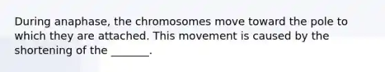 During anaphase, the chromosomes move toward the pole to which they are attached. This movement is caused by the shortening of the _______.