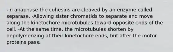 -In anaphase the cohesins are cleaved by an enzyme called separase. -Allowing sister chromatids to separate and move along the kinetochore microtubules toward opposite ends of the cell. -At the same time, the microtubules shorten by depolymerizing at their kinetochore ends, but after the motor proteins pass.