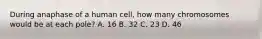 During anaphase of a human cell, how many chromosomes would be at each pole? A. 16 B. 32 C. 23 D. 46