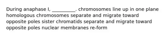 During anaphase I, __________. chromosomes line up in one plane homologous chromosomes separate and migrate toward opposite poles sister chromatids separate and migrate toward opposite poles nuclear membranes re-form