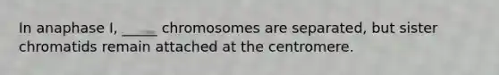 In anaphase I, _____ chromosomes are separated, but sister chromatids remain attached at the centromere.