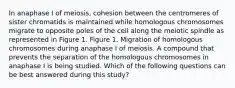 In anaphase I of meiosis, cohesion between the centromeres of sister chromatids is maintained while homologous chromosomes migrate to opposite poles of the cell along the meiotic spindle as represented in Figure 1. Figure 1. Migration of homologous chromosomes during anaphase I of meiosis. A compound that prevents the separation of the homologous chromosomes in anaphase I is being studied. Which of the following questions can be best answered during this study?