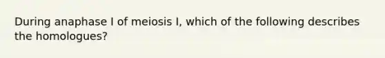 During anaphase I of meiosis I, which of the following describes the homologues?