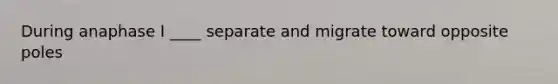 During anaphase I ____ separate and migrate toward opposite poles