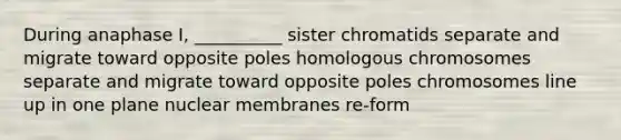 During anaphase I, __________ sister chromatids separate and migrate toward opposite poles homologous chromosomes separate and migrate toward opposite poles chromosomes line up in one plane nuclear membranes re-form