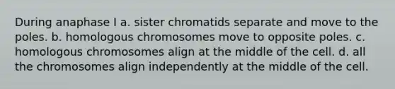 During anaphase I a. sister chromatids separate and move to the poles. b. homologous chromosomes move to opposite poles. c. homologous chromosomes align at the middle of the cell. d. all the chromosomes align independently at the middle of the cell.