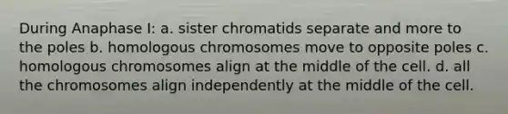 During Anaphase I: a. sister chromatids separate and more to the poles b. homologous chromosomes move to opposite poles c. homologous chromosomes align at the middle of the cell. d. all the chromosomes align independently at the middle of the cell.