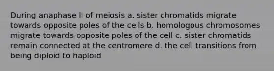 During anaphase II of meiosis a. sister chromatids migrate towards opposite poles of the cells b. homologous chromosomes migrate towards opposite poles of the cell c. sister chromatids remain connected at the centromere d. the cell transitions from being diploid to haploid