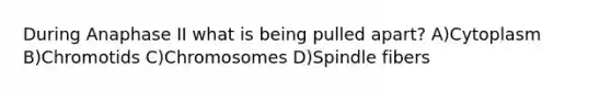 During Anaphase II what is being pulled apart? A)Cytoplasm B)Chromotids C)Chromosomes D)Spindle fibers