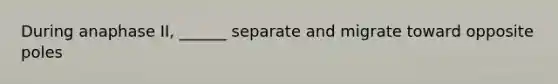 During anaphase II, ______ separate and migrate toward opposite poles