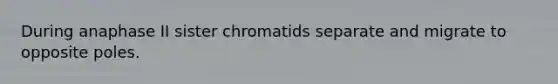 During anaphase II sister chromatids separate and migrate to opposite poles.