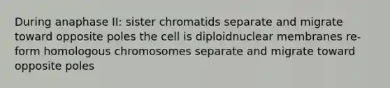 During anaphase II: sister chromatids separate and migrate toward opposite poles the cell is diploidnuclear membranes re-form homologous chromosomes separate and migrate toward opposite poles