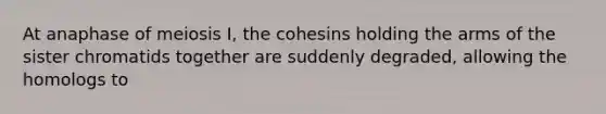 At anaphase of meiosis I, the cohesins holding the arms of the sister chromatids together are suddenly degraded, allowing the homologs to