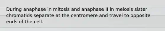 During anaphase in mitosis and anaphase II in meiosis sister chromatids separate at the centromere and travel to opposite ends of the cell.