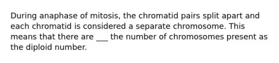 During anaphase of mitosis, the chromatid pairs split apart and each chromatid is considered a separate chromosome. This means that there are ___ the number of chromosomes present as the diploid number.