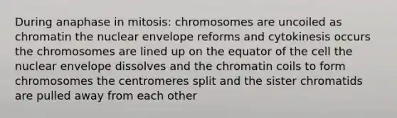 During anaphase in mitosis: chromosomes are uncoiled as chromatin the nuclear envelope reforms and cytokinesis occurs the chromosomes are lined up on the equator of the cell the nuclear envelope dissolves and the chromatin coils to form chromosomes the centromeres split and the sister chromatids are pulled away from each other