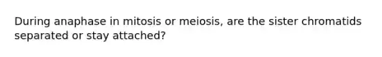 During anaphase in mitosis or meiosis, are the sister chromatids separated or stay attached?