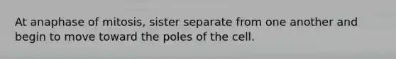 At anaphase of mitosis, sister separate from one another and begin to move toward the poles of the cell.