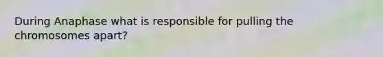 During Anaphase what is responsible for pulling the chromosomes apart?